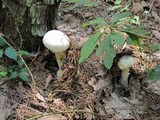 Amanita polypyramis image
