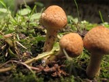 Inocybe unicolor image