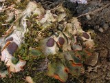 Solorina crocea image
