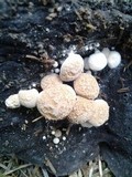 Asterophora lycoperdoides image