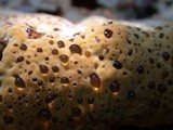 Inonotus dryadeus image