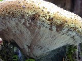 Inonotus dryadeus image