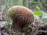 Lycoperdon pulcherrimum image