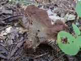 Lycoperdon pulcherrimum image