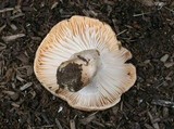 Hygrophorus pudorinus image
