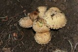 Pholiota squarrosa image