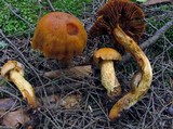 Cortinarius limonius image