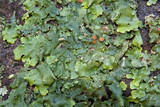Lobaria quercizans image