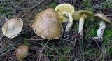 Suillus acidus image