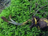 Elaphocordyceps ophioglossoides image