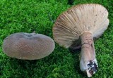 Lactarius corrugis image