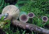 Lactarius griseus image