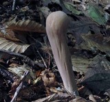 Clavariadelphus pistillaris image