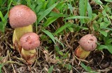 Pulchroboletus rubricitrinus image