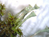 Cladonia grayi image