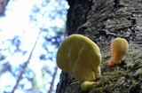 Laetiporus conifericola image