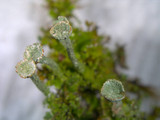 Cladonia grayi image
