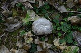 Catathelasma ventricosum image