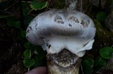 Catathelasma ventricosum image