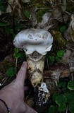 Catathelasma ventricosum image