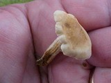 Hebeloma sacchariolens image