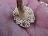 Hebeloma sacchariolens image