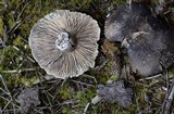 Russula grisea image