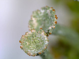 Cladonia grayi image