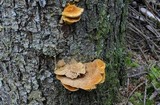 Pycnoporellus fulgens image