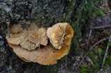 Pycnoporellus fulgens image