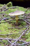 Amanita augusta image