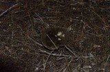 Tylopilus porphyrosporus image