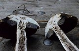 Tylopilus porphyrosporus image