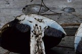 Tylopilus porphyrosporus image