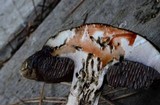 Tylopilus porphyrosporus image