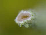 Cladonia grayi image