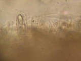 Iodophanus carneus image