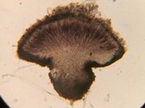 Iodophanus carneus image