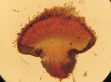 Iodophanus carneus image