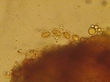 Iodophanus carneus image