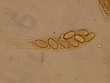 Iodophanus carneus image
