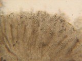 Iodophanus carneus image