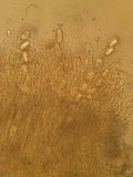 Iodophanus carneus image