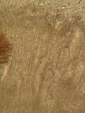 Iodophanus carneus image