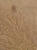 Iodophanus carneus image