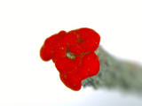 Cladonia didyma image