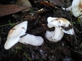 Hebeloma sacchariolens image
