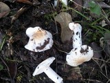 Hebeloma sacchariolens image