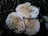 Hebeloma sacchariolens image
