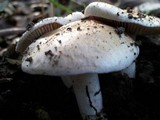 Hebeloma sacchariolens image